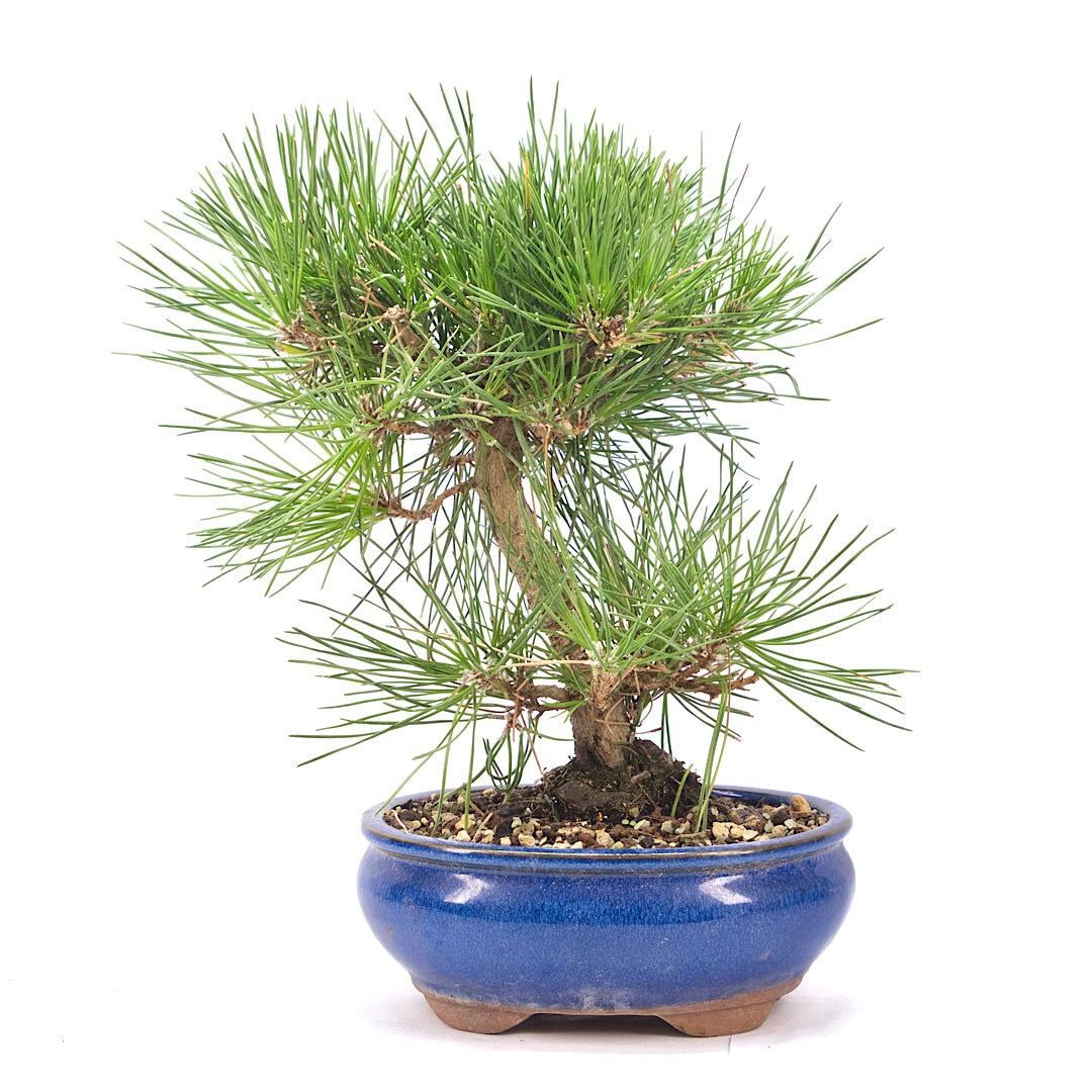 Japanische Schwarzkiefer 'Pinus thunbergii'